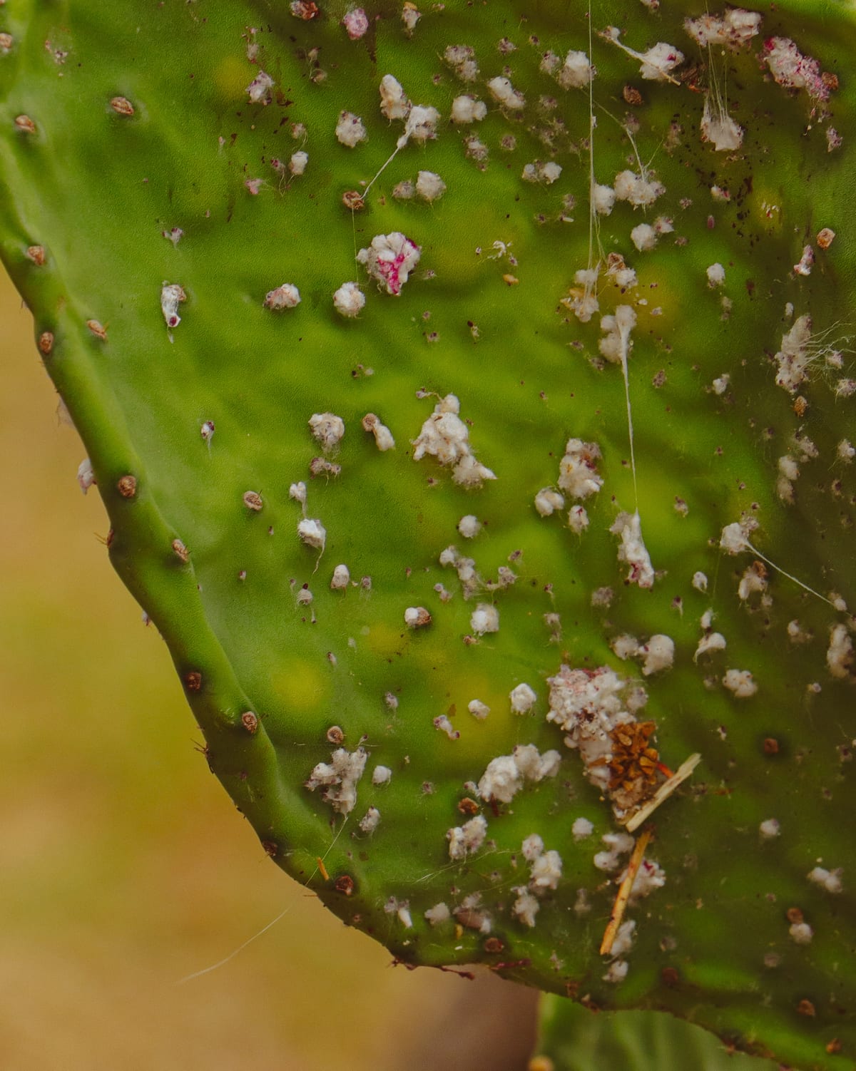 Nopal con cochinilla grana cochinilla